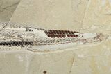8.6" Cretaceous Viper Fish (Prionolepis) Fossil - Lebanon - #200629-3